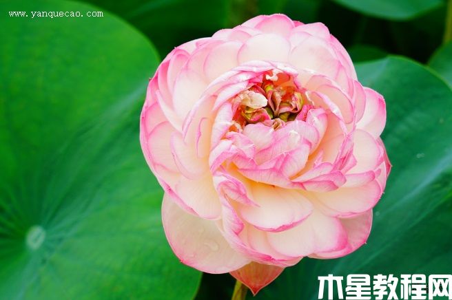 凤凰翎 凤凰翎