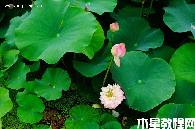凤凰翎(图3) 凤凰翎