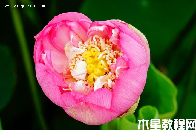 红玲珑 红玲珑
