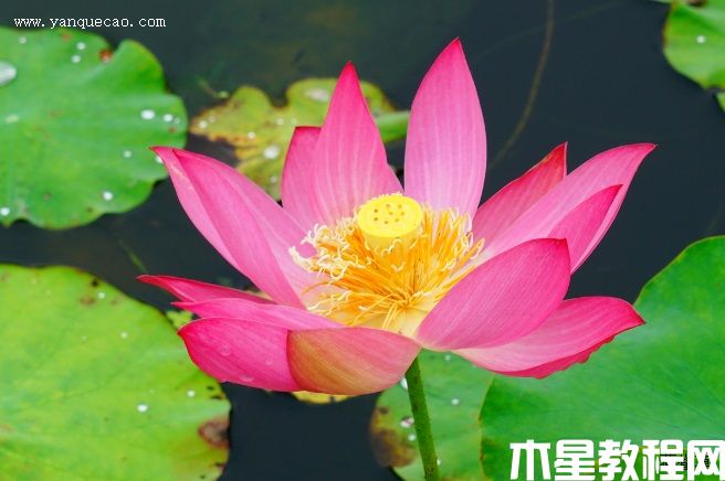 红领巾 红领巾