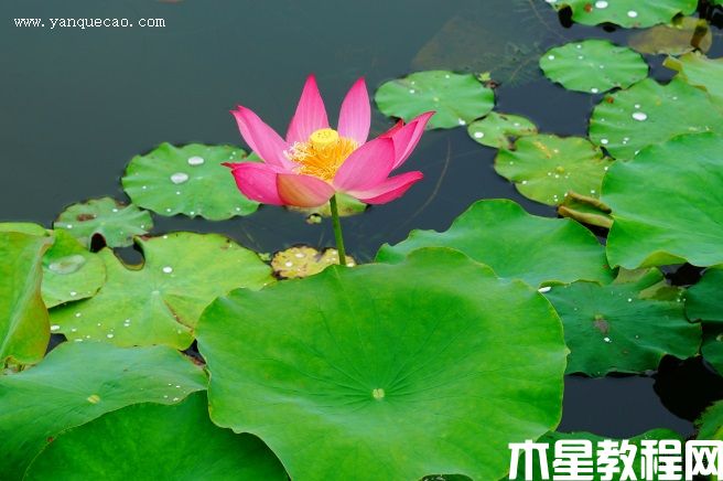 红领巾 红领巾
