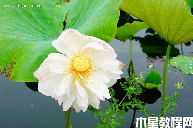 骄阳醉舞 骄阳醉舞