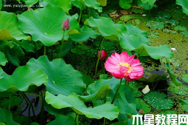 红牡丹(图3) 红牡丹