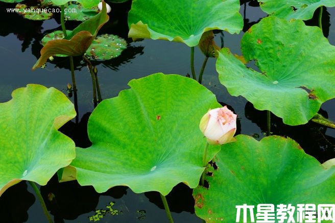 骄阳醉舞(图3) 骄阳醉舞