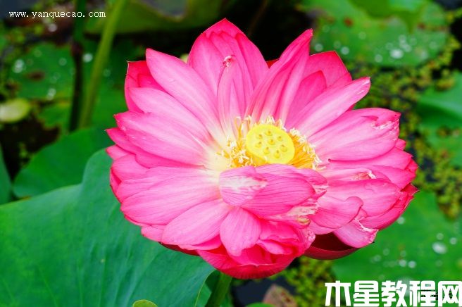 红牡丹 红牡丹