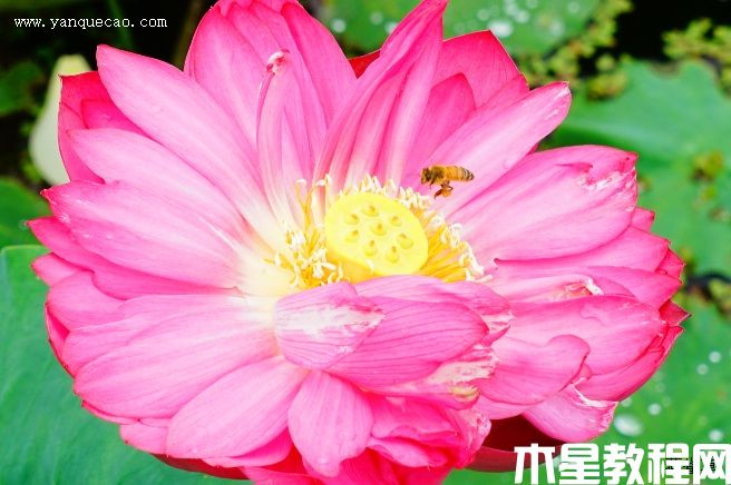 红牡丹 红牡丹