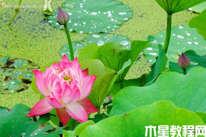 南归燕 南归燕