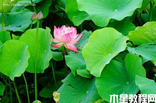 南归燕(图3) 南归燕