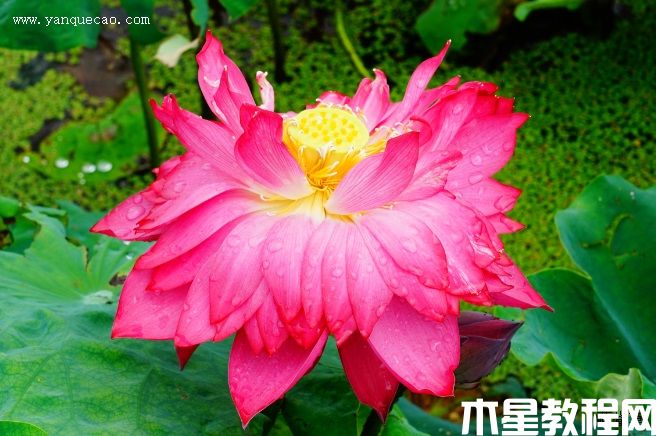 玫瑰红 玫瑰红