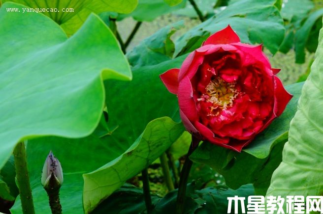 玫瑰红 玫瑰红