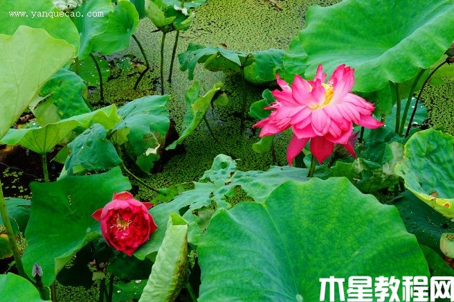 玫瑰红(图3) 玫瑰红