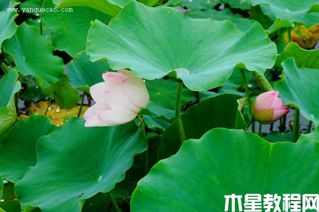 瑶池幻影 瑶池幻影