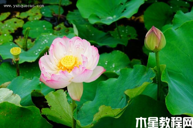 粉层托翠 粉层托翠