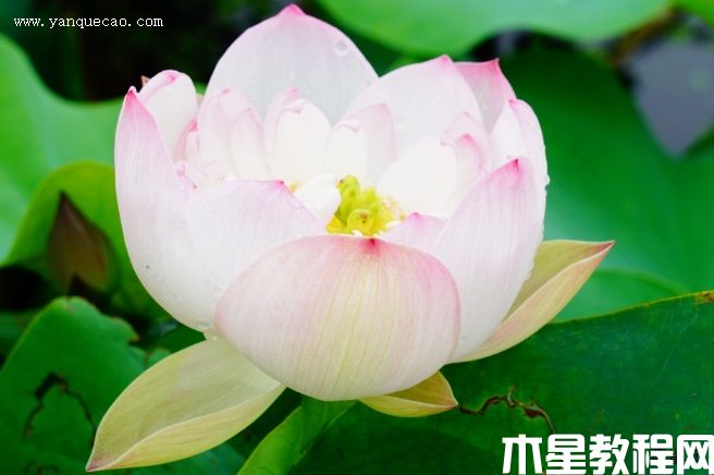 粉层托翠 粉层托翠