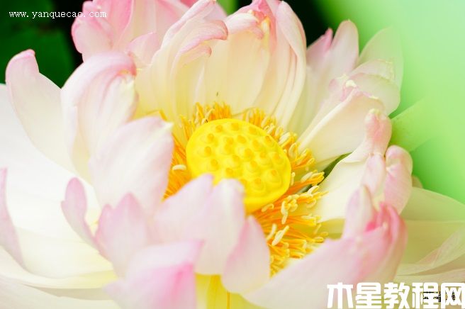 莲韵牡丹 莲韵牡丹