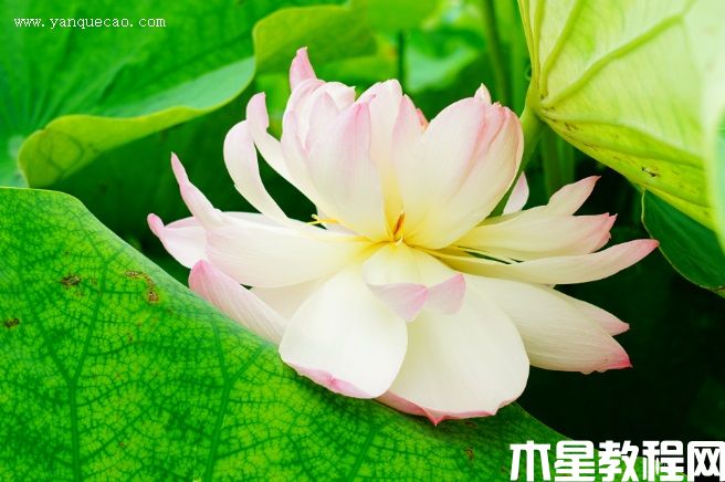 莲韵牡丹 莲韵牡丹