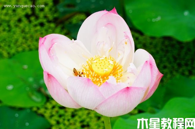 披针粉 披针粉