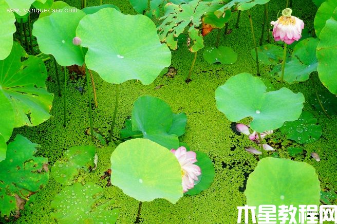 露华浓(图3) 露华浓