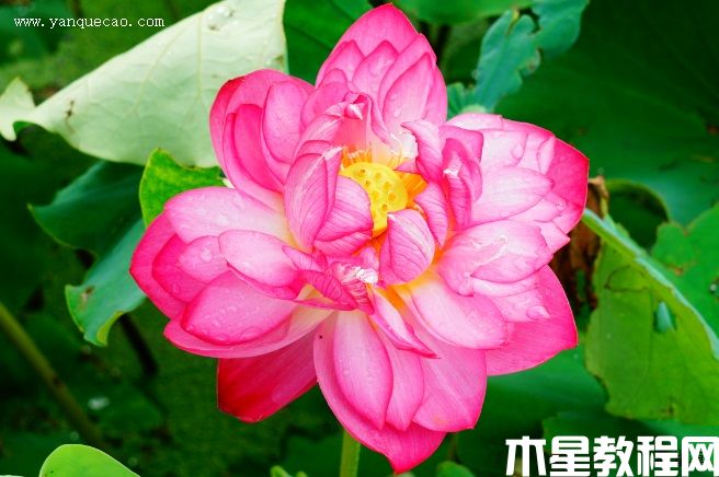 紫气东来 紫气东来