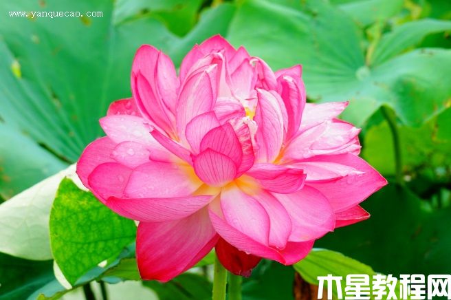 紫气东来 紫气东来