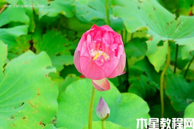 紫气东来(图3) 紫气东来