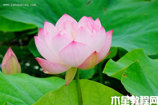 披针粉 披针粉