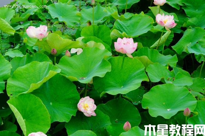 披针粉(图3) 披针粉
