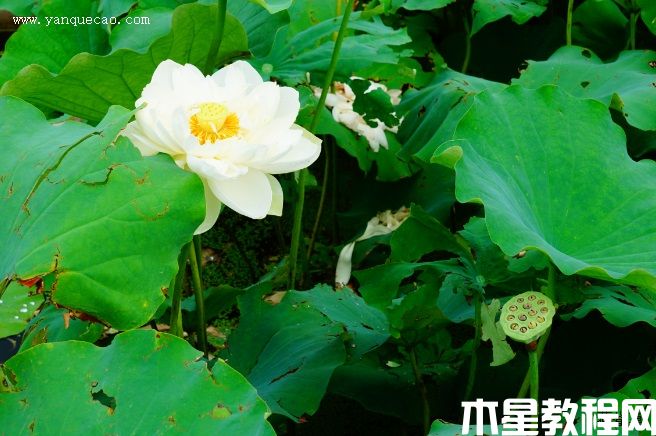 大碧莲(图3) 大碧莲