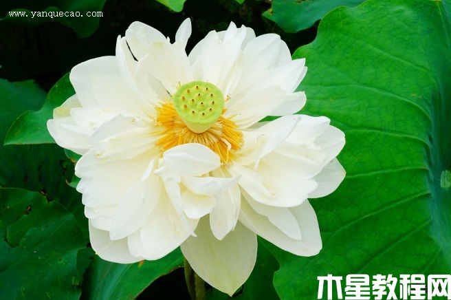 大碧莲 大碧莲