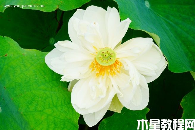 大碧莲 大碧莲
