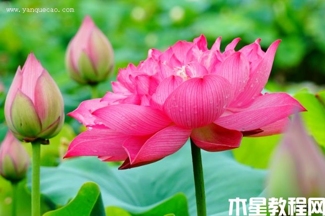 红统帅 红统帅