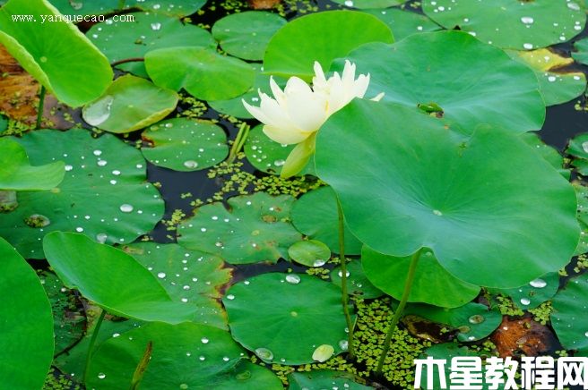 新北极星(图3) 新北极星
