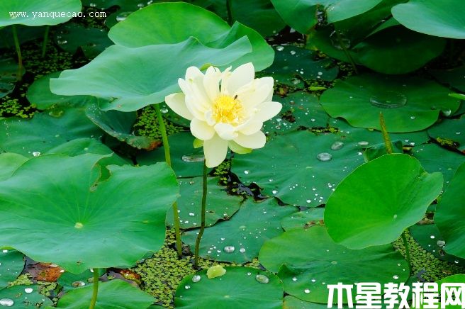 新北极星 新北极星
