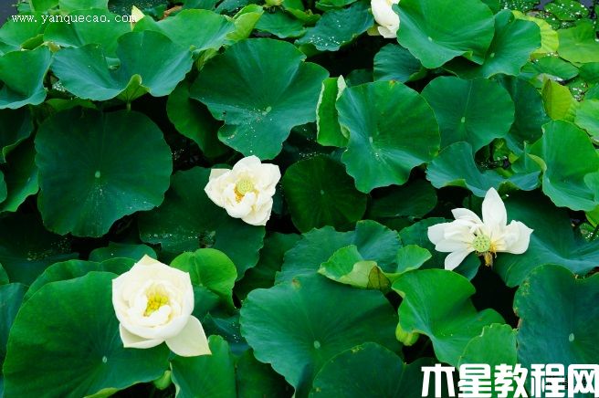 假领袖(图3) 假领袖