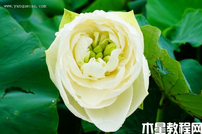 假领袖 假领袖