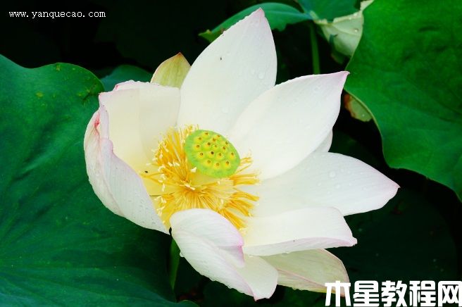 白湘莲 白湘莲
