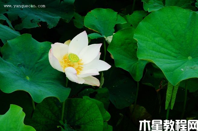 白湘莲(图3) 白湘莲