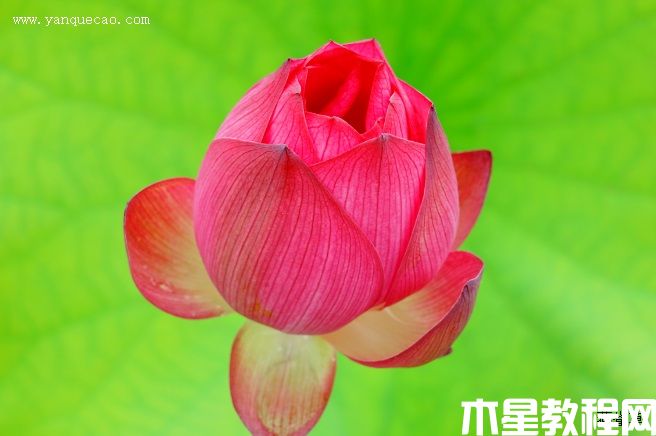 红湘莲 红湘莲