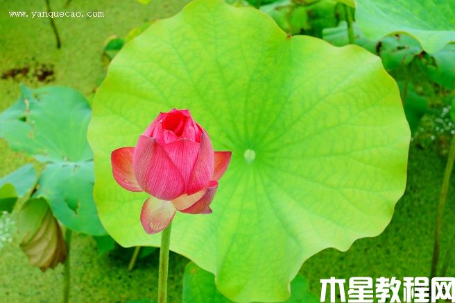 红湘莲(图3) 红湘莲