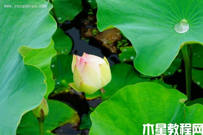 枇杷橙(图3) 枇杷橙