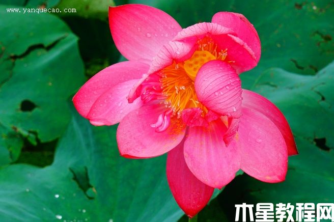 中国红嘉兴 中国红嘉兴