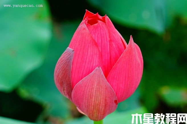 中国红嘉兴 中国红嘉兴