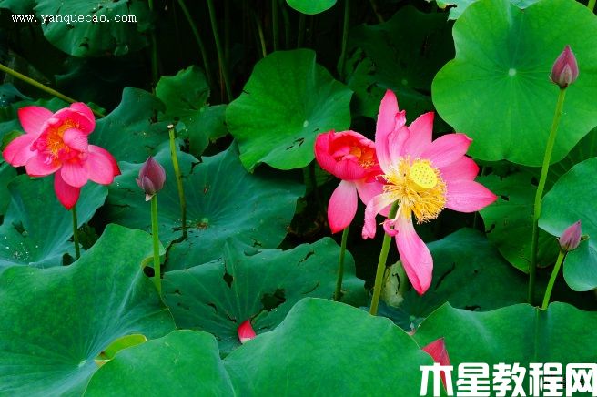 中国红嘉兴(图3) 中国红嘉兴
