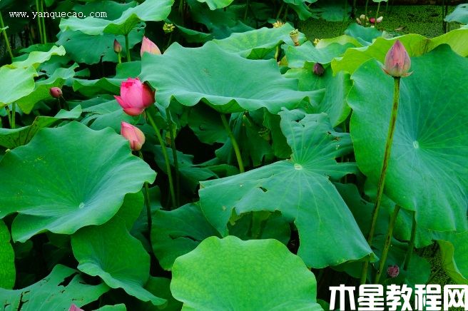 东湖夕照(图3) 东湖夕照