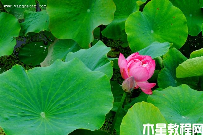 东湖夕照 东湖夕照