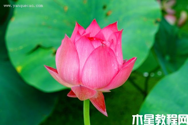 东方红 东方红