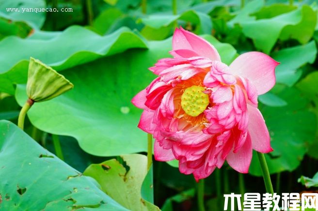 东方红 东方红