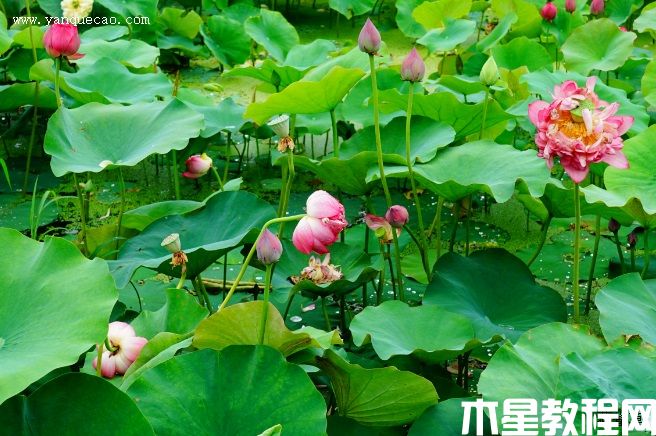 东方红(图3) 东方红