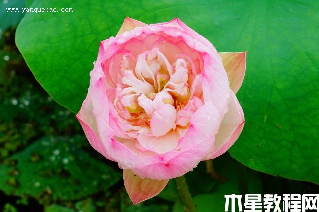 怜爱 怜爱