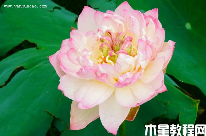 新云锦 新云锦